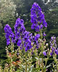 Blue Aconitum Napellus Flower seeds for Planting - Premium Quality, Heirloom & GMO Free Seeds for Home Garden