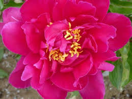 Pink Paeonia Tenuifolia Flower seeds for Planting - Perfect for Borders, Heirloom & GMO Free Seeds for Home Garden
