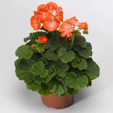 White Orange Pelargonium Flower Seeds for Planting Cottage Garden Essential Heirloom & GMO Free Seeds for Home Garden
Sale