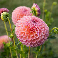 Heirloom Dahlia Flower seeds for Planting Vibrant Colors Heirloom & GMO Free Seeds for Home Garden