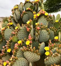 Opuntia Chlorotica Seeds for Planting Mixed Cactus Variety