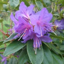 Violet Rhododendron Flower Seeds – Premium Quality Heirloom & NonGMO Seeds for Home Garden
Sale