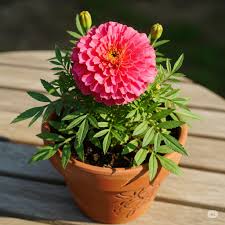 Pink Marigold Flower Seeds for Planting
