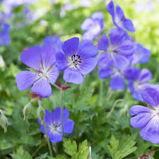 Cranesbill Flower seeds for Planting - Premium Quality, Heirloom & GMO Free Seeds for Home Garden