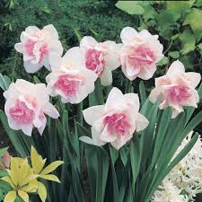 Pink White Narcissus Flower seeds for Planting - Cut Flower Favorite, Heirloom & GMO Free Seeds for Home Garden