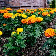 Marigolds Flower seeds for Planting Bright Blooms Heirloom & GMO Free Seeds for Home Garden