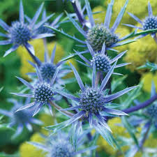 Sea Blue Holly Flower seeds for Planting - Seasonal Bloomer, Heirloom & GMO Free Seeds for Home Garden