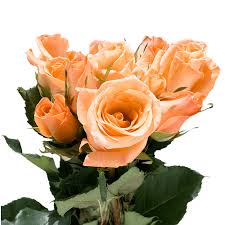 Light Orange Rose Flower seeds for Planting - Sun Loving, Heirloom & GMO Free Seeds for Home Garden