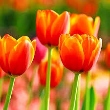 Orange Yellow Tulip Flower Seeds for Planting – Heirloom NonGMO Organic Garden Seeds – Garden Favorite High Germination
Sale