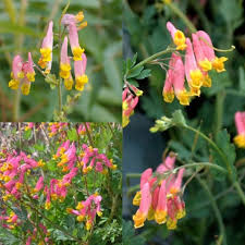 Corydalis Flower seeds for Planting - Cut Flower Favorite, Heirloom & GMO Free Seeds for Home Garden