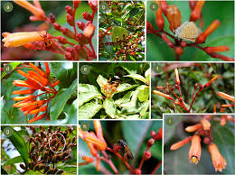 Mixed Hamelia Patens Flower seeds for Planting - Premium Quality, Heirloom & GMO Free Seeds for Home Garden