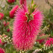 Pink Champagne Callistemon Flower seeds for Planting - Compact Growth, Heirloom & GMO Free Seeds for Home Garden
