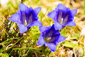 Purple Blue Gentian Flower Seeds – Vibrant Colors Heirloom & NonGMO Seeds for Home Garden
Sale