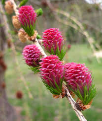 Orange Larch for Planting - Premium Quality, Heirloom & GMO Free Seeds for Home Garden