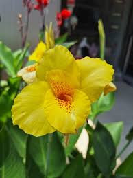 Yellow Pretoria Flower seeds for Planting - Premium Quality, Heirloom & GMO Free Seeds for Home Garden