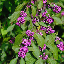 Violet Callicarpa Bodinieri Seeds for Planting Stunning Fruit-Bearing Plants