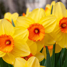 Yellow Orange Narcissus Flower Seeds for Planting Wildflower Mix Heirloom & GMO Free Seeds for Home Garden
Sale