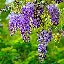 Heirloom Purple Chinese Wisteria Flower seeds for Planting Premium Quality Heirloom & GMO Free Seeds for Home Garden