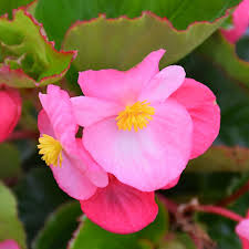 Pink Begonia Flower seeds for Planting - Compact Growth, Heirloom & GMO Free Seeds for Home Garden