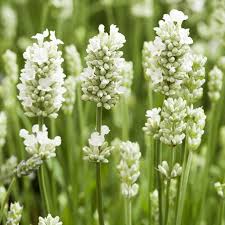 White Provence Lavender Flower seeds for Planting - Drought Tolerant, Heirloom & GMO Free Seeds for Home Garden