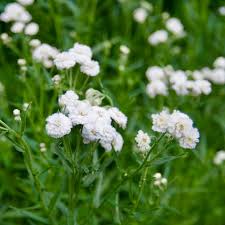 White Ptarmica Flower seeds for Planting - Vibrant Colors, Heirloom & GMO Free Seeds for Home Garden
Sale