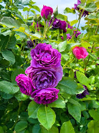 Blue Purple Holland Rose Flower Seeds for Planting Seasonal Bloomer Heirloom & GMO Free Seeds for Home Garden
Sale