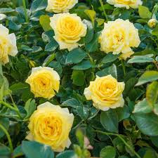 Yellow Sunblaze Miniature Rose for Planting NonGMO Heirloom Garden Seeds Long Bloom Season
Sale