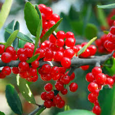 Red Ilex Vomitoria Yaupon Holly Tree Seeds for Planting Perennial Garden Essential