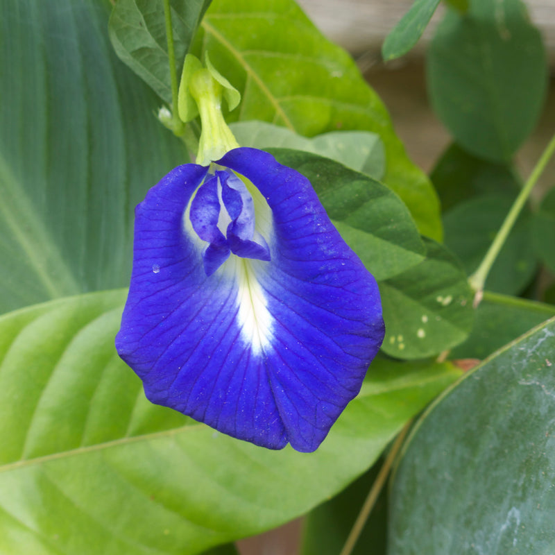 Blue Clitoria ternatea Flower seeds for Planting - Easy to Grow, Heirloom & GMO Free Seeds for Home Garden