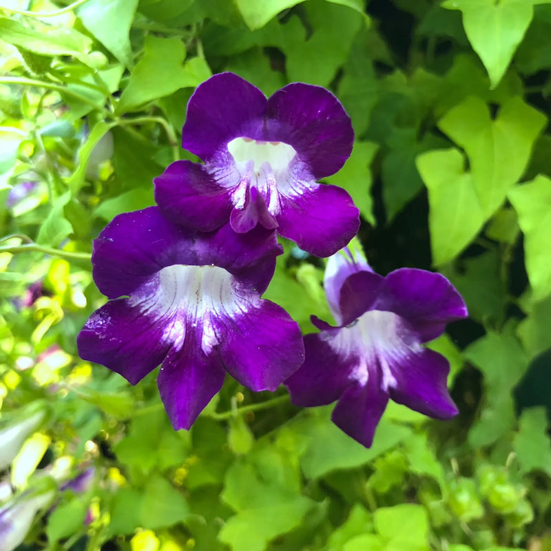 Blue Asarina Gloxina Flower seeds for Planting - Premium Quality, Heirloom & GMO Free Seeds for Home Garden