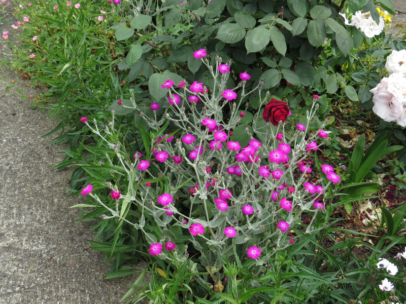 Pink Rose Campion Flower seeds for Planting - Perfect for Borders, Heirloom & GMO Free Seeds for Home Garden