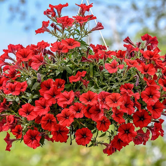 Heirloom Velour Petunia Flower seeds for Planting Pollinator Friendly Heirloom & GMO Free Seeds for Home Garden