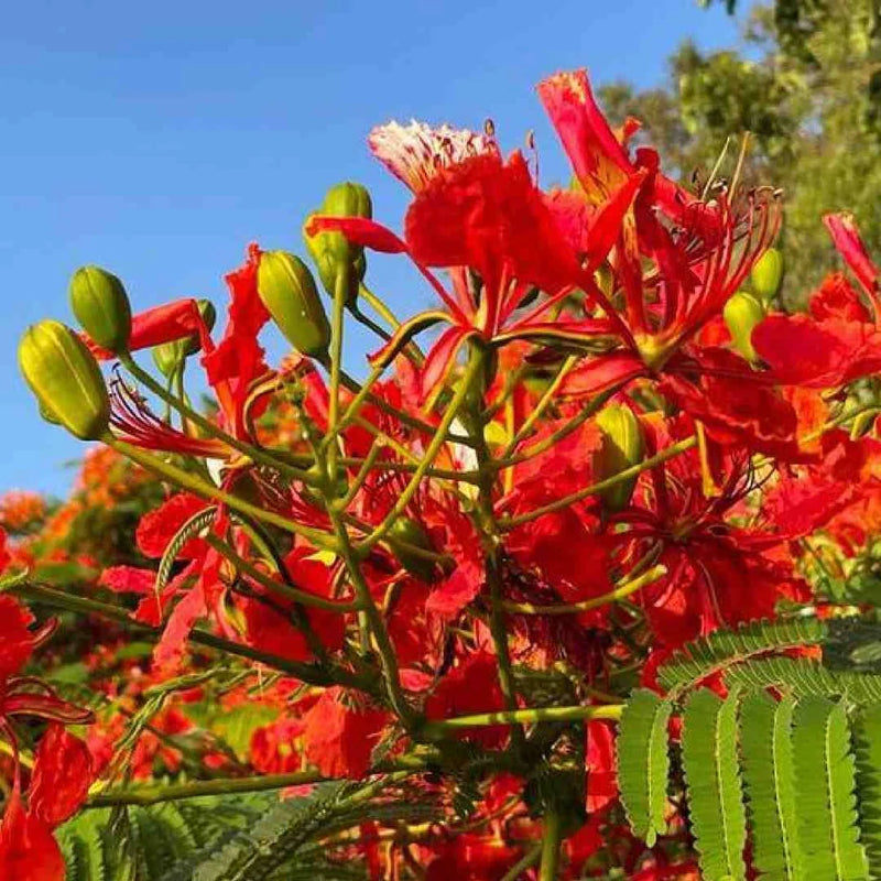Flamboyant Flower seeds for Planting - Seasonal Bloomer, Heirloom & GMO Free Seeds for Home Garden