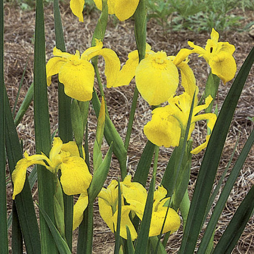 Flag Flower seeds for Planting - Wildflower Mix, Heirloom & GMO Free Seeds for Home Garden
Sale seeds for home garden