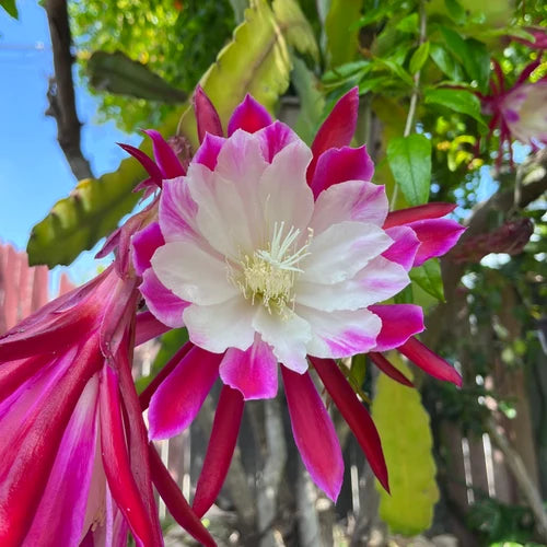 White Violet Epiphyllum Flower seeds for Planting Perfect for Borders Heirloom & GMO Free Seeds for Home Garden