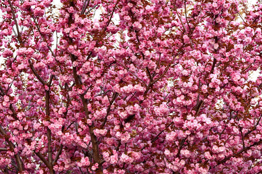 Japanese Flowering Cherry Tree Seeds – Prunus serrulata Non-GMO Ornamental Tree