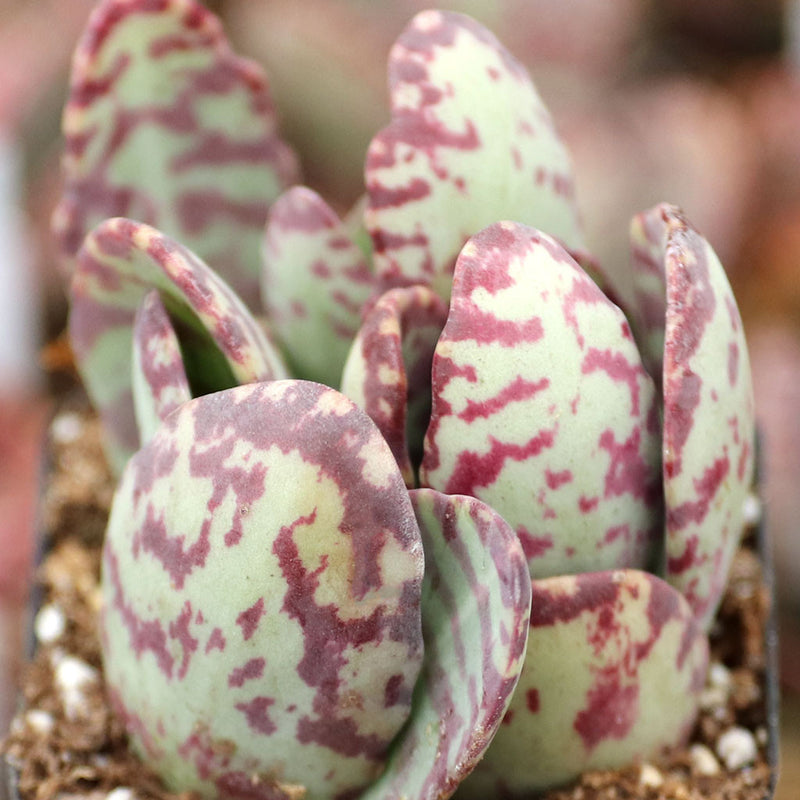 Purple White Kalanchoe Humilis Flower seeds for Planting Perfect for Borders Heirloom & GMO Free Seeds for Home Garden
Sale