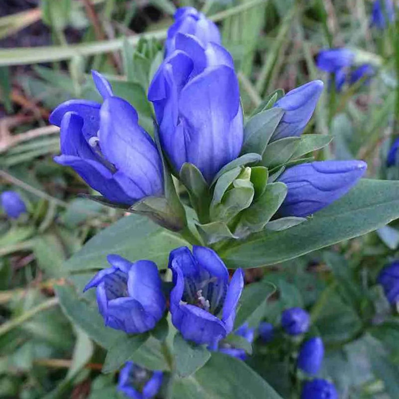 Blue Gentiana Sceptrum Flower seeds for Planting Easy to Grow Heirloom & GMO Free Seeds for Home Garden
Sale seeds for home garden planting