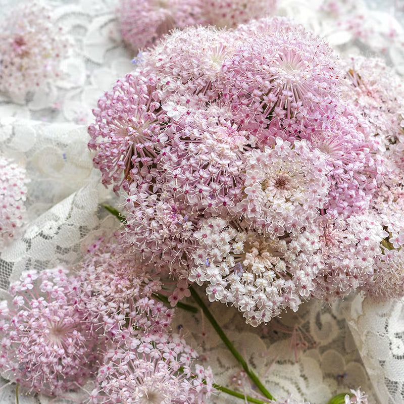 Pink Lace Flower seeds for Planting - Wildflower Mix, Heirloom & GMO Free Seeds for Home Garden
