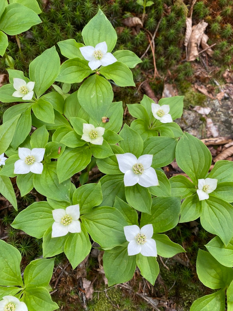 Bunchberry Flower seeds for Planting Shade Tolerant Heirloom & GMO Free Seeds for Home Garden
Sale for planting in home garden