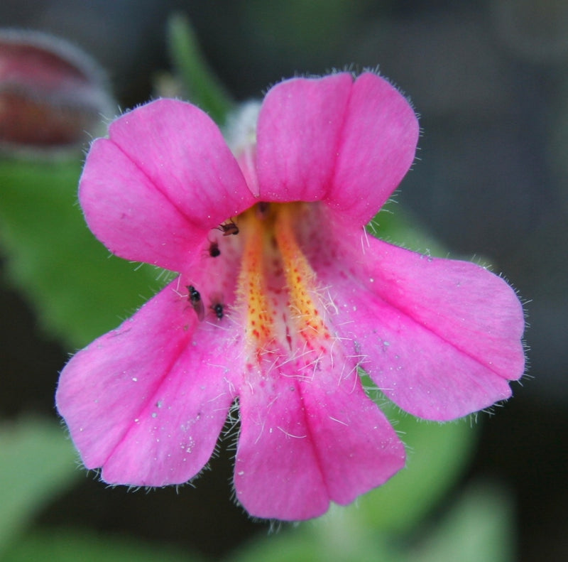 Purple Mimulus Lewisii Flower seeds for Planting - Easy to Grow, Heirloom & GMO Free Seeds for Home Garden
