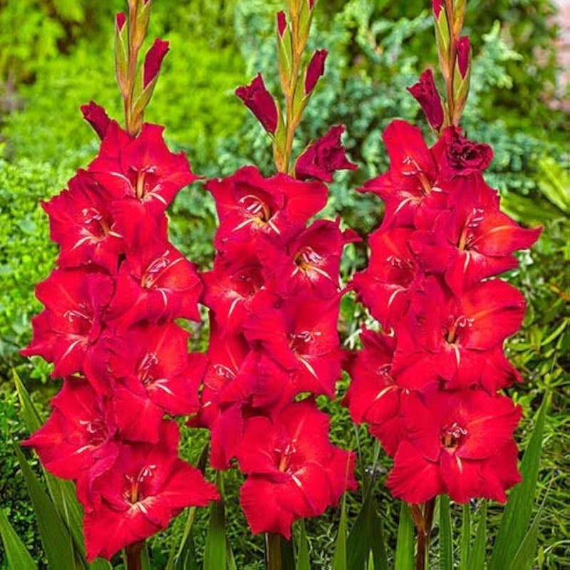 Lavender Tulip Flower Seeds for planting