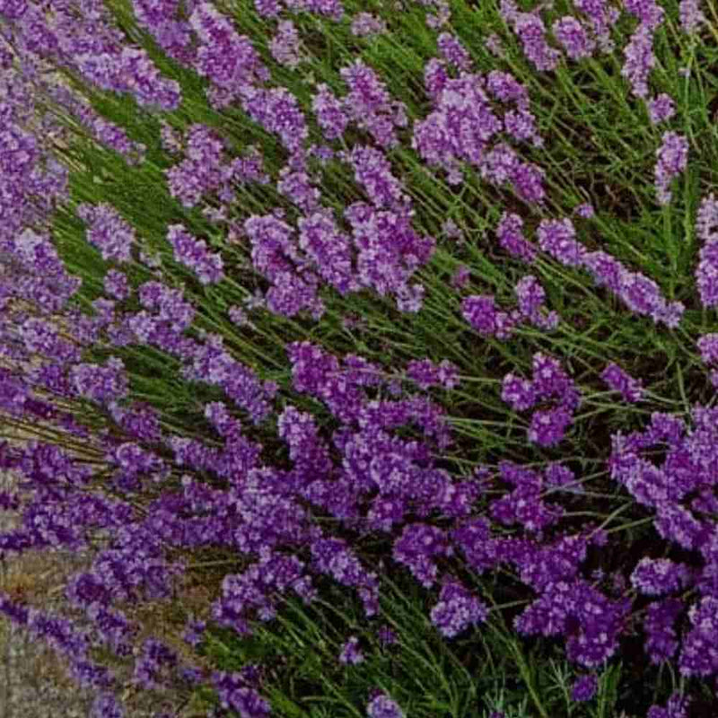Lavanda Flower seeds for Planting - Cut Flower Favorite, Heirloom & GMO Free Seeds for Home Garden
Sale seeds for home garden