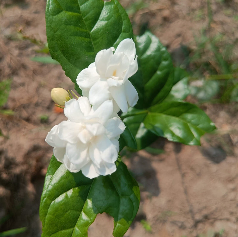 White Big Jasmine Flower seeds for Planting - Long Bloom Season, Heirloom & GMO Free Seeds for Home Garden