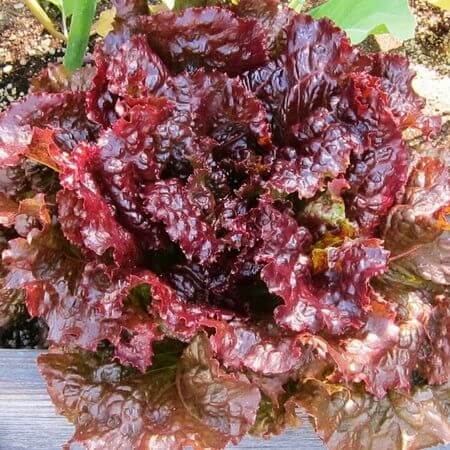Red Lettuce Seeds for Planting Fresh Garden Vegetables