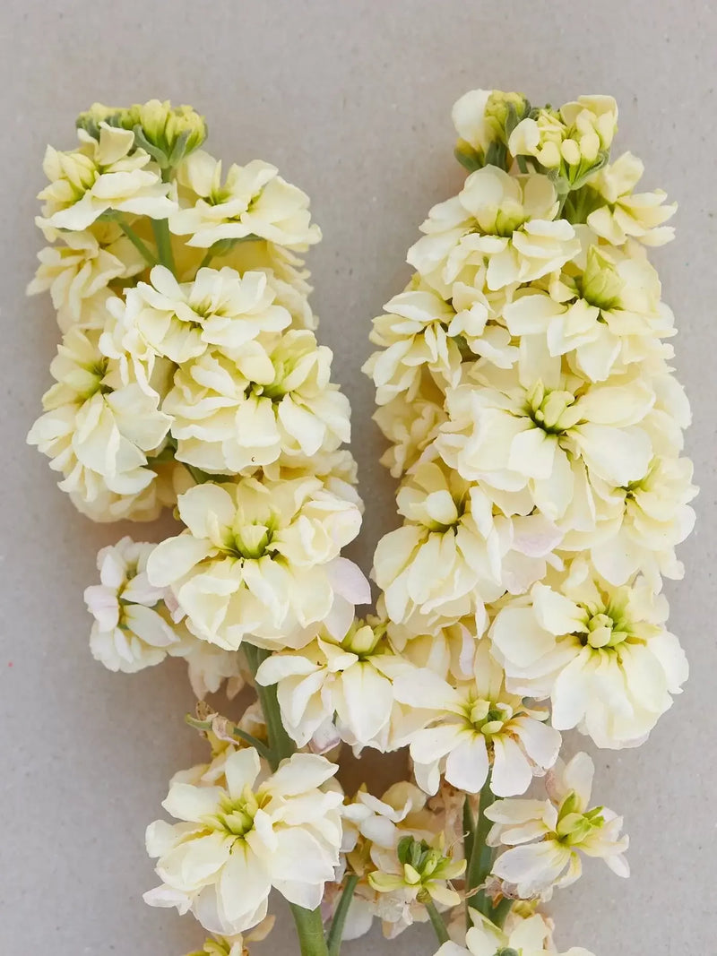 Light Yellow Matthiola Incana Flower seeds for Planting - Garden Favorite, Heirloom & GMO Free Seeds for Home Garden