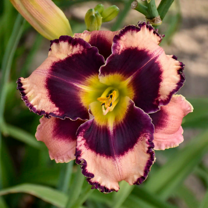Cream Hemerocallis Flower Seeds Cut Flower Favorite Heirloom & GMO Free Seeds for Home Garden
Sale