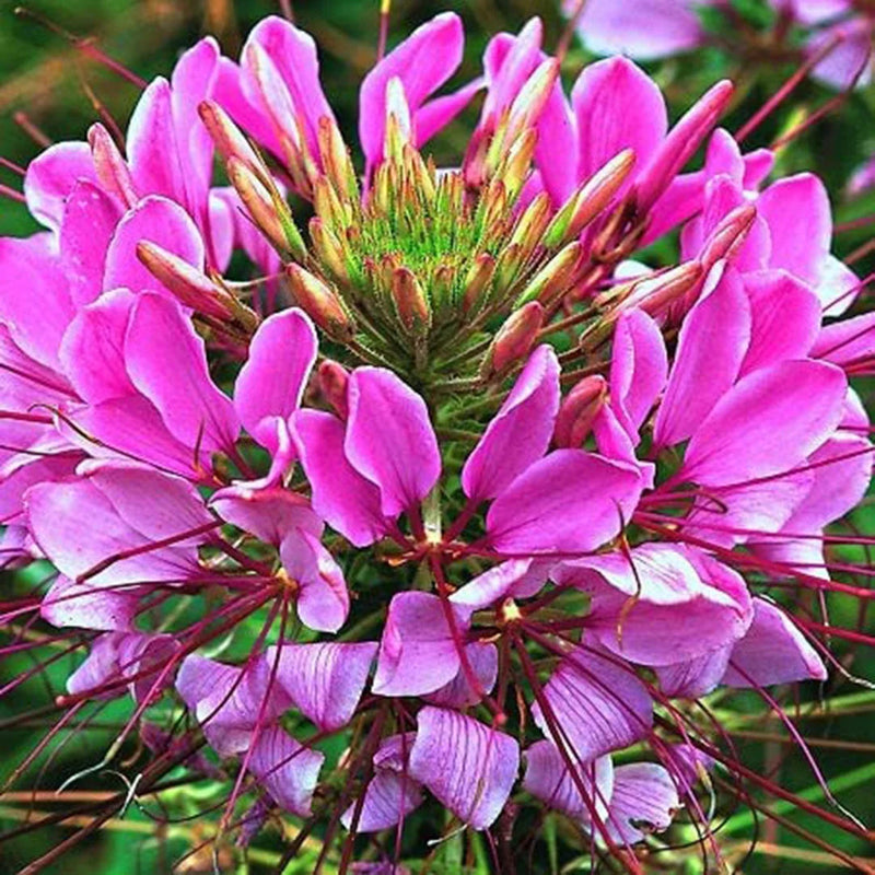Pink Spiny Spider Flower seeds for Planting - Drought Tolerant, Heirloom & GMO Free Seeds for Home Garden
Sale seeds for home garden