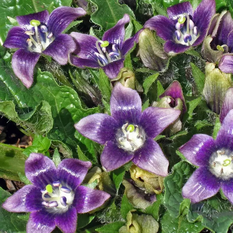 Mandragora Flower seeds for Planting - Sun Loving, Heirloom & GMO Free Seeds for Home Garden