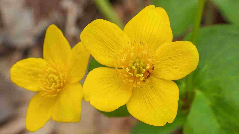 Marsh Marigold Flower seeds for Planting Hardy Variety Heirloom & GMO Free Seeds for Home Garden